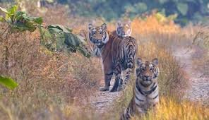 सातपुड्याचे रत्न : मेळघाट व्याघ्र प्रकल्प अतिरिक्त फोटो