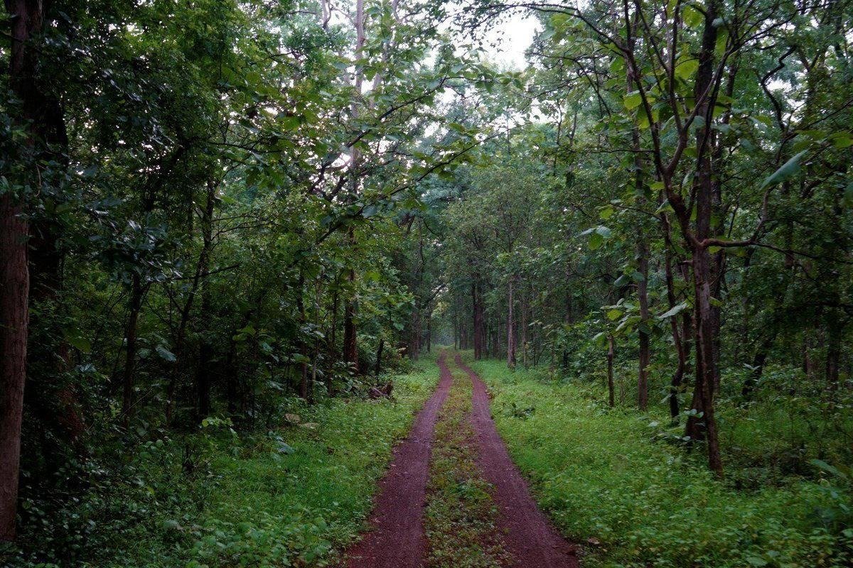 चंद्रपूर जिल्ह्यातील ताडोबा जंगल ठरतेय पर्यटकांचे आकर्षण   व्याघ्रदर्शनासह निसर्गसौंदर्याचा अनुभव घेण्यासाठी पर्यटकांची वाढती पसंती. अतिरिक्त फोटो