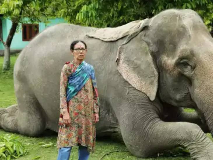 हत्तींची मैत्रीण पार्वती